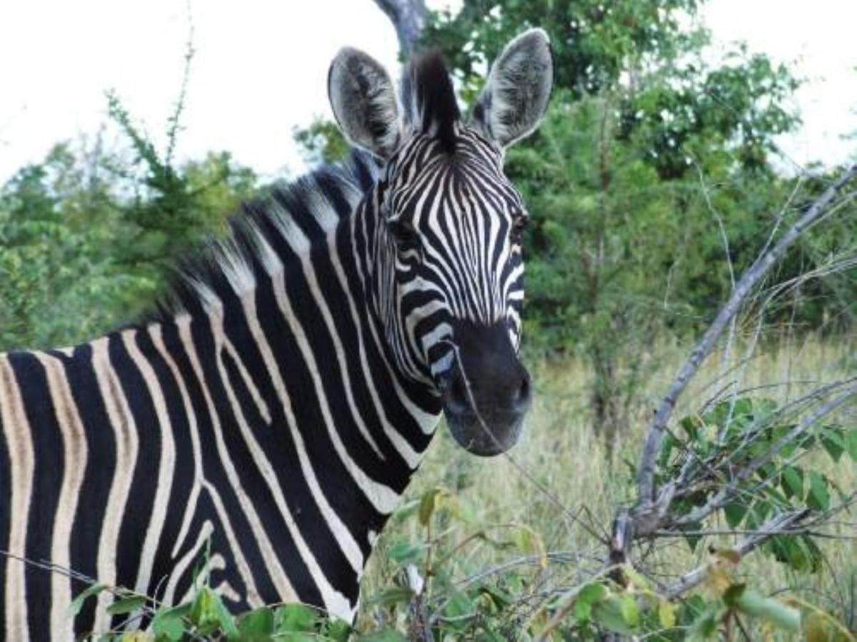 Shikwari Nature Reserve Hoedspruit Buitenkant foto
