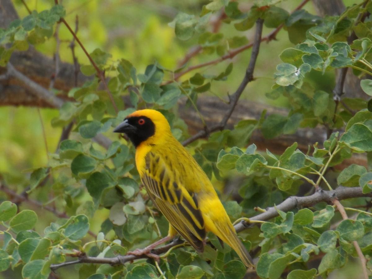 Shikwari Nature Reserve Hoedspruit Buitenkant foto
